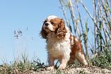CAVALIER KING CHARLES 259